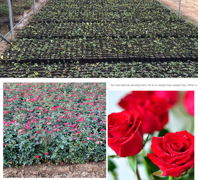 工程绿化苗玫瑰花苗不含盆盆栽苗木花卉 送种植说明 法国红 玫瑰花苗