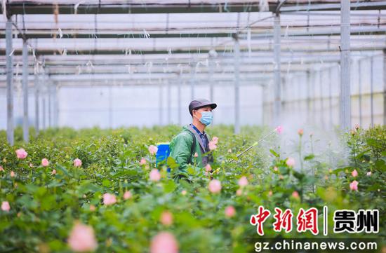 贵州铜仁万山 社区建花卉基地,扮靓幸福石竹