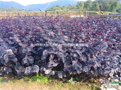 株洲市新大地花卉苗木种植农民专业合作社