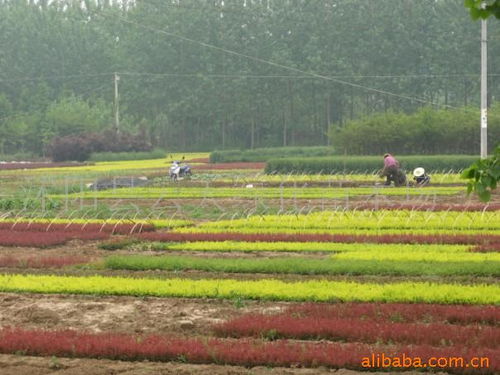 沭阳县云天绿化苗木场