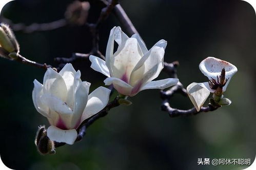 中式庭院植物篇十一 寓意 富贵长寿 的居家庭院植物