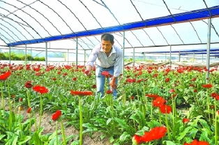 清流建成海西最大鲜切花基地 3小时可配送全国