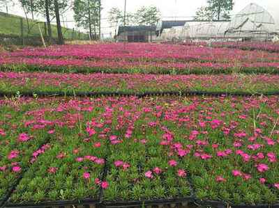 欧石竹行情-青岛欧石竹种植基地-四川欧石竹种植基地产品大图